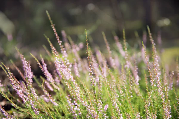 Flores de urze na floresta — Fotografia de Stock