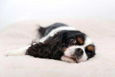 Bir köpeğin portresi.