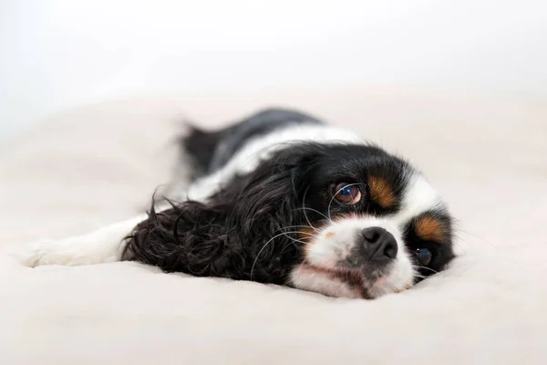 Retrato de un perro —  Fotos de Stock