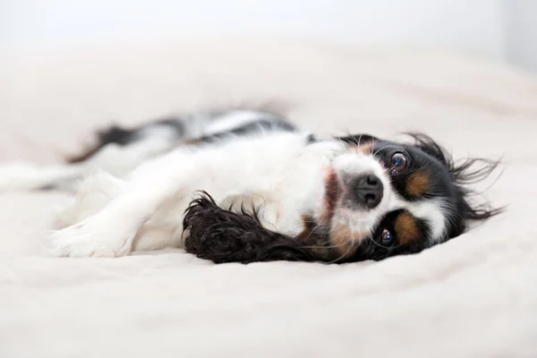 Porträt eines Hundes — Stockfoto