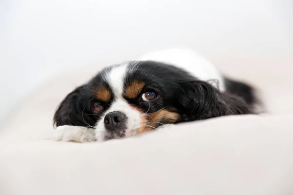 Retrato de un perro —  Fotos de Stock