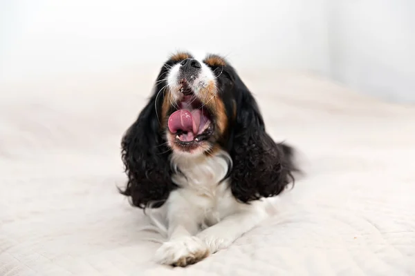 Retrato de un perro —  Fotos de Stock