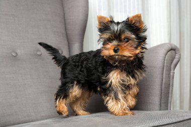 Yorkshire terrier yavrusu