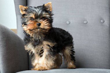 Yorkshire terrier yavrusu