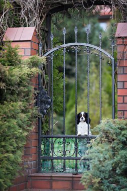  üzgün bekleyen köpek