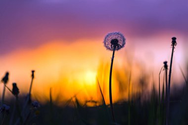 Karahindiba günbatımı ışık