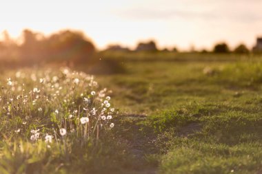 Çayırda gün batımı