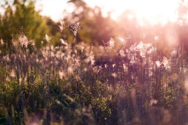 Çayırda gün batımı