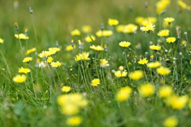 Çimlerde sarı çiçekler