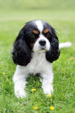 köpeğin portresi