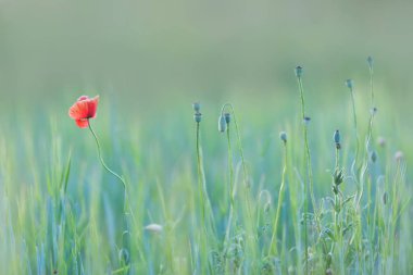 Kırmızı gelincikler sahada