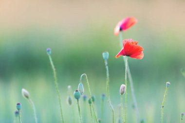 Kırmızı gelincikler sahada