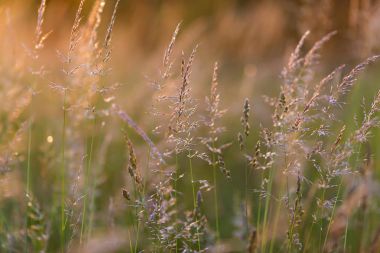 Sunset bulvarında çayır