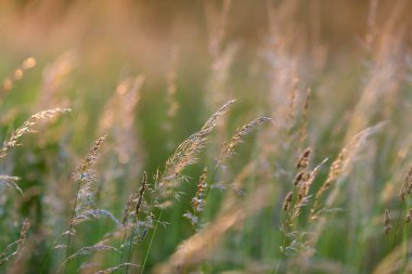 Sunset bulvarında çayır