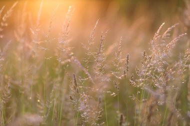 gün batımı ışık çayır