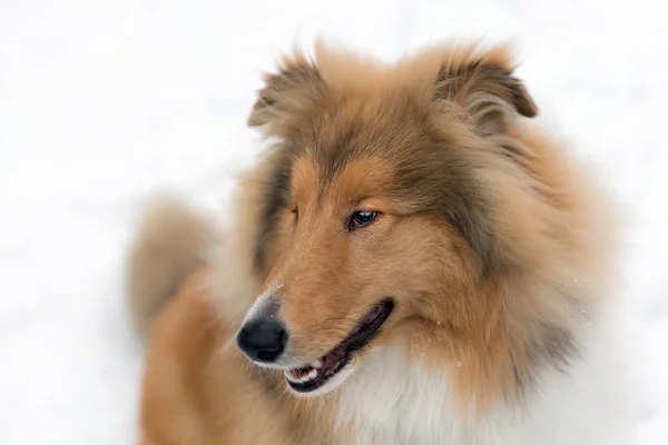 Retrato de um cão — Fotografia de Stock