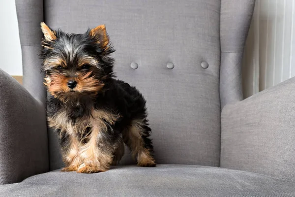 stock image yorkshire terrier puppy