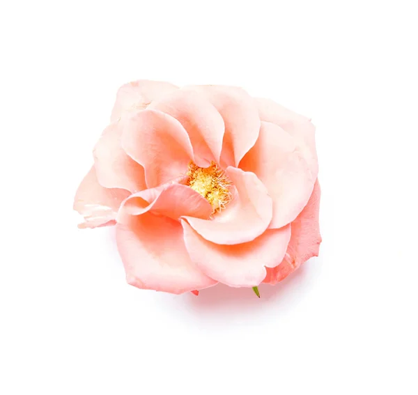 Rose auf Weiß — Stockfoto