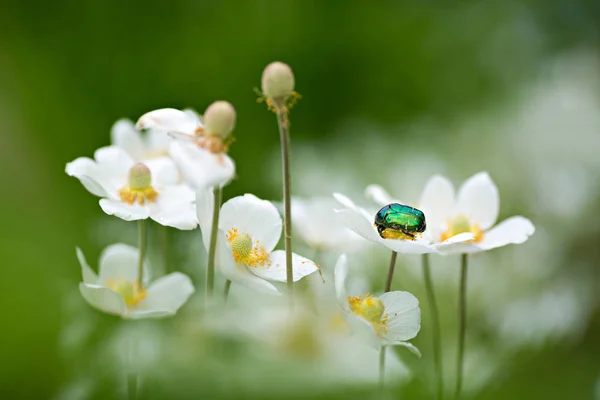 Little green beetle — Stock Photo, Image