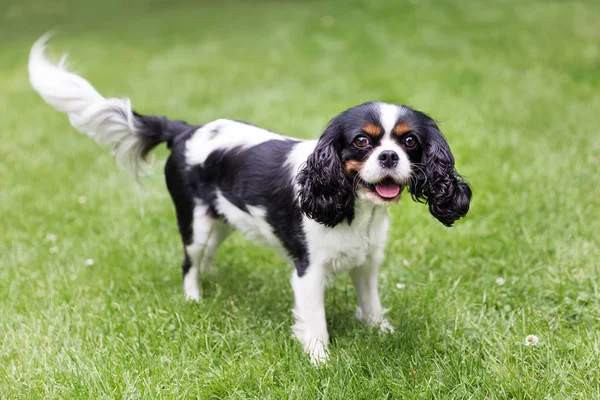 Porträt eines Hundes — Stockfoto