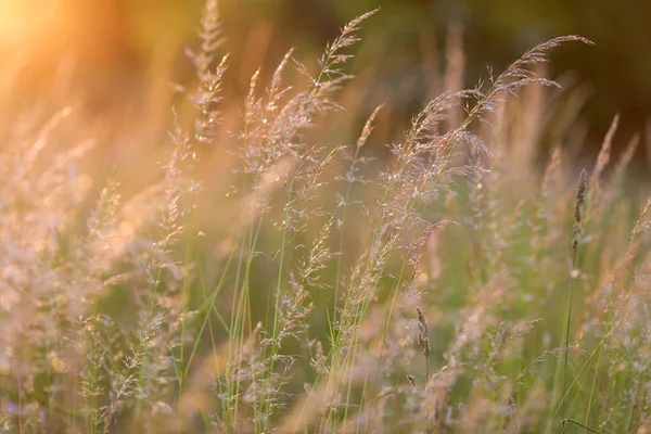 Sonnenuntergang auf der Wiese — Stockfoto