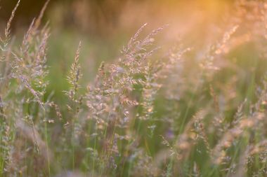 Sunset bulvarında çayır