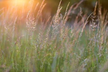 Sunset bulvarında çayır