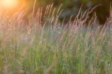 Sunset bulvarında çayır