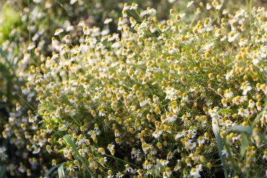 Çayırda papatya çayı