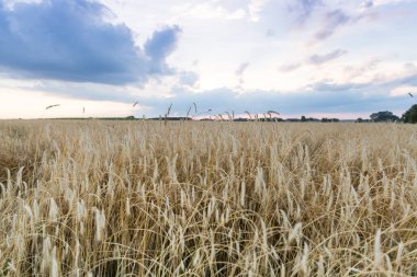 Olgun çavdar günbatımı ışık alan