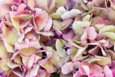 güzel hortnesia çiçek