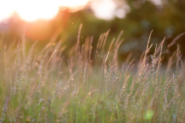 Schöner Sonnenuntergang Auf Der Wiese — Stockfoto