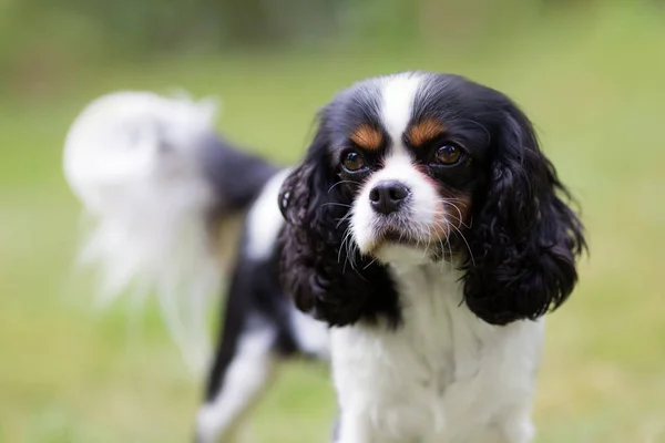 Portret van hond — Stockfoto