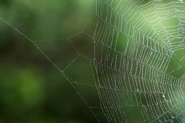 Мокра spider'web — стокове фото