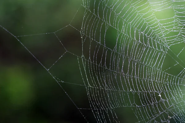 Мокра spider'web — стокове фото