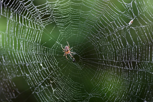 Павук на web — стокове фото