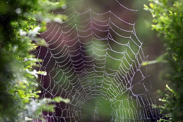 Nasses Spinnennetz — Stockfoto