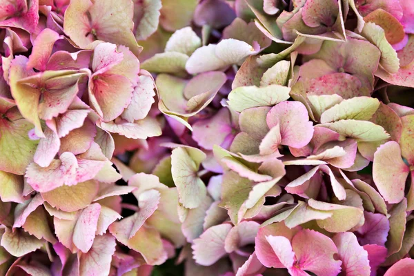 Beautiful hortnesia flower — Stock Photo, Image