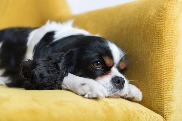 Bir köpeğin portresi. — Stok fotoğraf