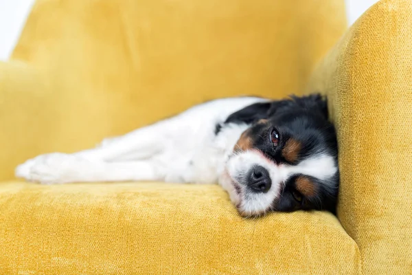 Retrato de um cão — Fotografia de Stock