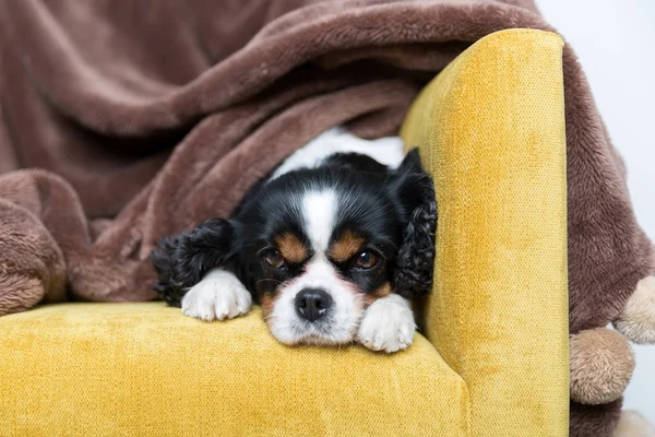 Retrato de um cão — Fotografia de Stock