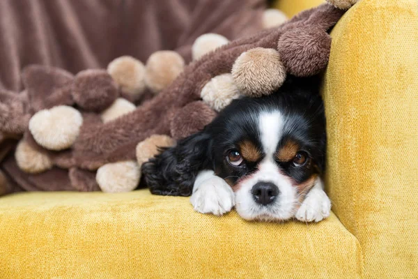 Porträt eines Hundes — Stockfoto