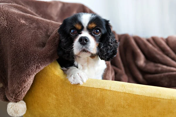 Porträt eines Hundes — Stockfoto