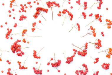 Sonbahar rowan arka plan