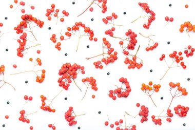 Sonbahar rowan arka plan