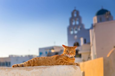 Kırmızı kedi rahatlatıcı