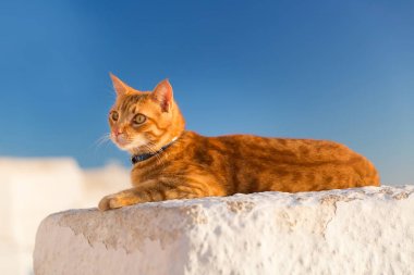 Kırmızı kedi rahatlatıcı