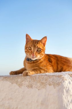 Kırmızı kedi rahatlatıcı