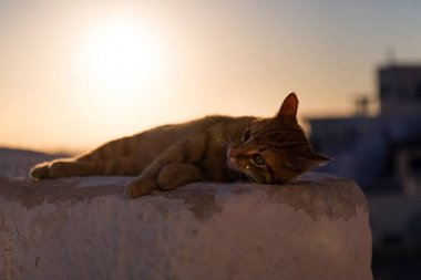 Kırmızı kedi rahatlatıcı