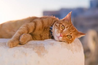 Kırmızı kedi rahatlatıcı